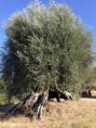 /album/montenero-dorcia-i-prodotti/olive-terra-nera3-jpg/